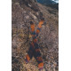 Splitboard Arbor Swoon Rocker 2022 