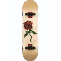 Skateboard Globe G2 Bloom 8.0'' - Natural - Complete 2021